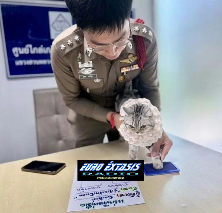 HERMOSA GATITA FIRMANDO